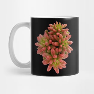 suculenta Sedum Aurora Mug